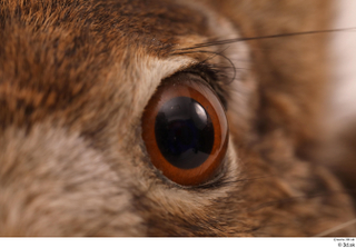 Hare  1 eye 0005.jpg